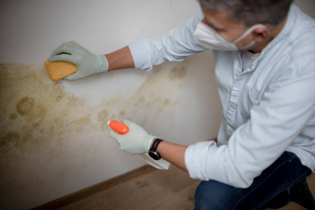 Best Preventive Mold Services in Auburn, GA