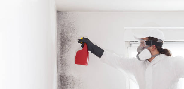 Best Mold Testing and Inspection Services in Auburn, GA